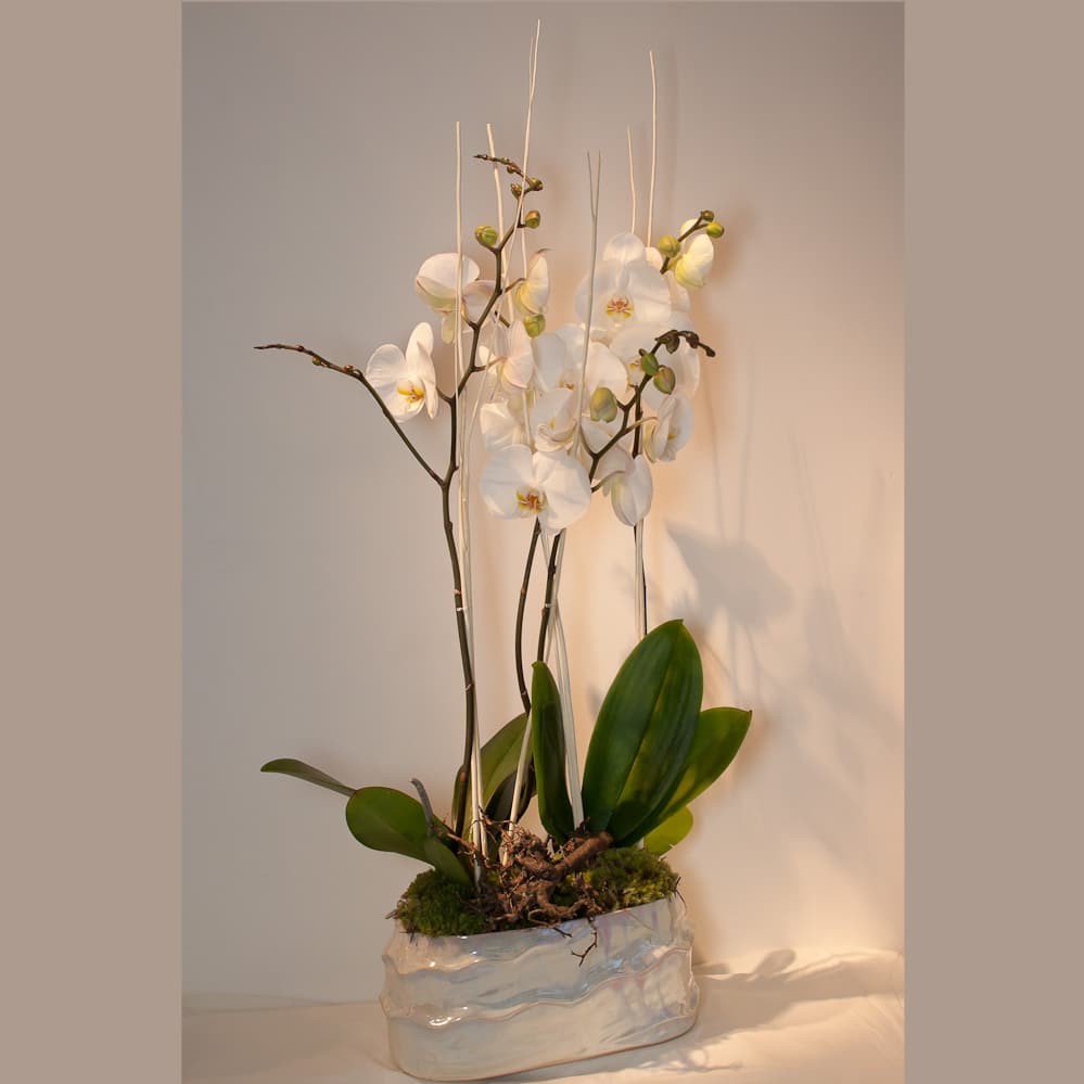 Trio d'orchidées et son cache-pot blanc