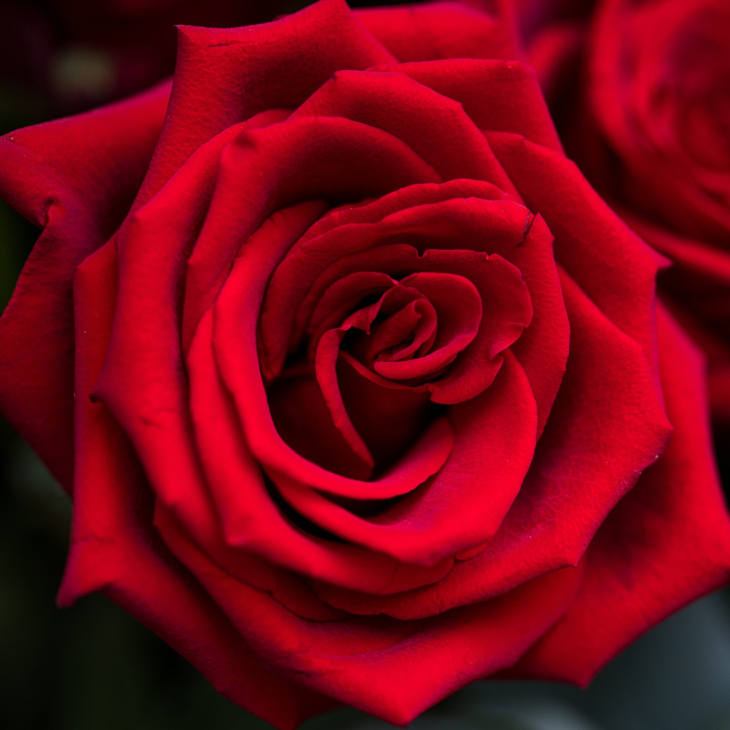 Bouquet de Roses Rouges | Côté Naturel